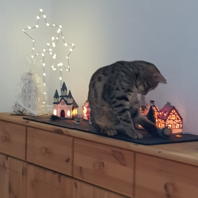 Begutachtung der Deko