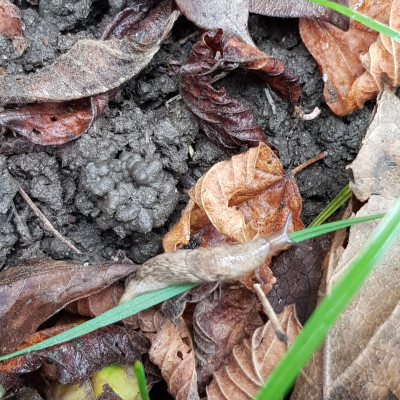 wilde Tiere gefunden