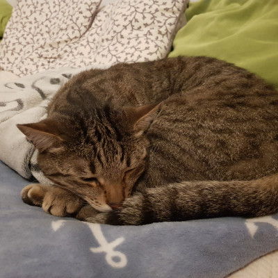 Findus